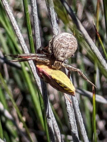 Xysticus sp.